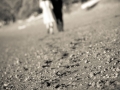 Companionship