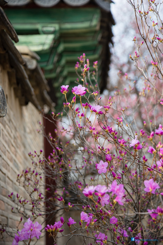 Nicely landscaped and scattered with flowers, Changdeokgung palace is both majestic and peaceful at the same time