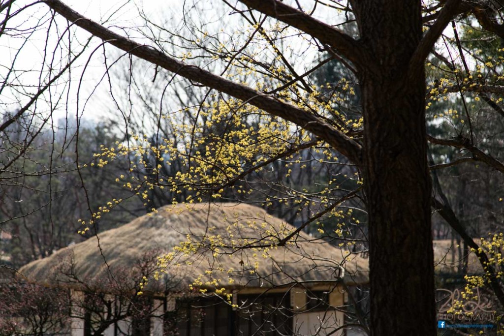 Traditional Korean Huts in KFV